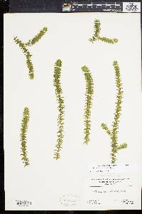 Elodea canadensis image