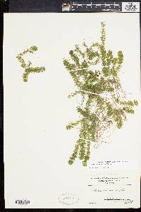 Elodea canadensis image