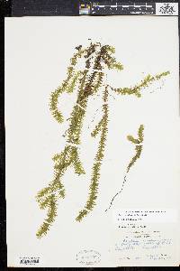 Elodea canadensis image