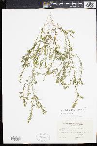 Elodea nuttallii image