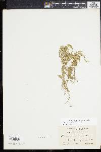 Elodea nuttallii image