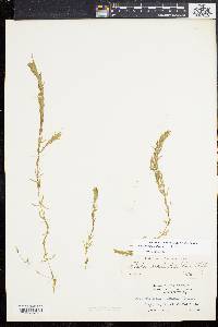 Elodea nuttallii image