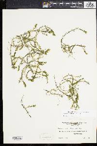 Elodea nuttallii image