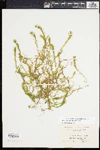 Elodea nuttallii image