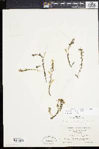 Elodea nuttallii image