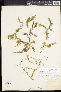 Elodea nuttallii image