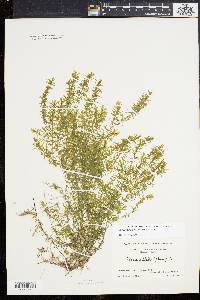 Elodea nuttallii image