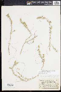 Elodea nuttallii image