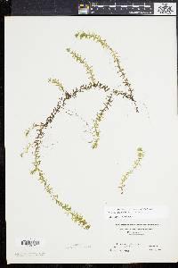 Elodea nuttallii image