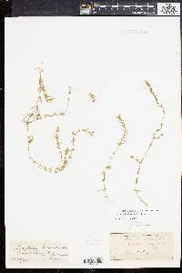 Elodea nuttallii image