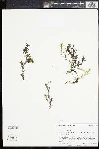 Elodea nuttallii image