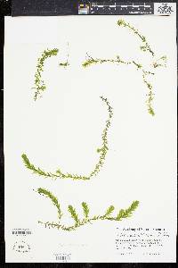 Elodea nuttallii image