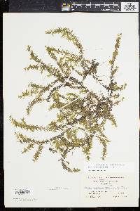 Elodea nuttallii image