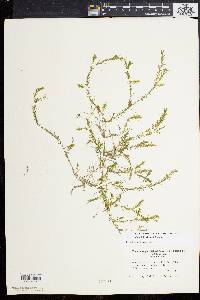 Elodea nuttallii image