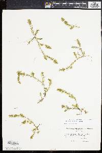 Elodea nuttallii image