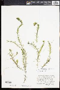 Elodea nuttallii image