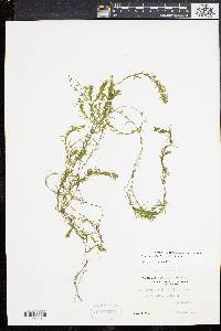 Elodea nuttallii image