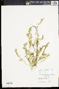 Elodea nuttallii image