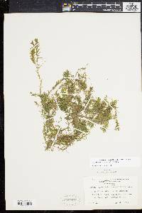 Elodea nuttallii image