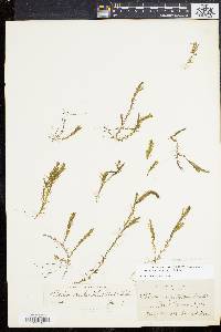 Elodea nuttallii image