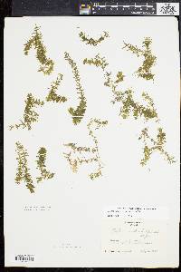 Elodea nuttallii image