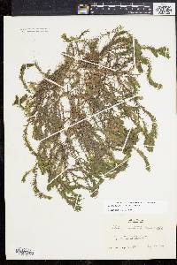 Elodea nuttallii image