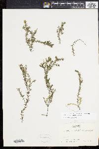 Elodea nuttallii image