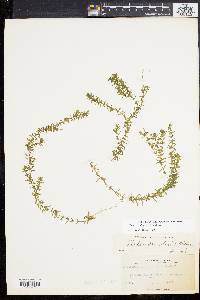 Elodea canadensis image