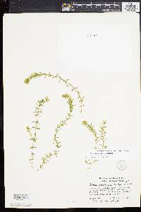 Elodea canadensis image