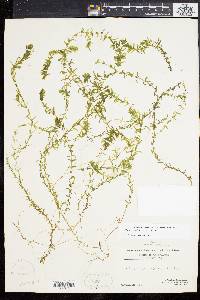 Elodea canadensis image