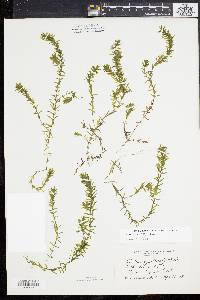 Elodea canadensis image