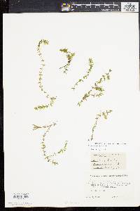 Elodea canadensis image