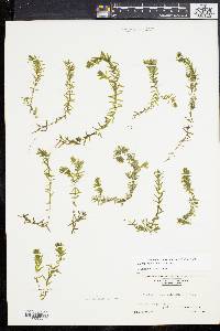 Elodea canadensis image