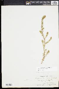 Elodea canadensis image