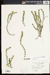 Elodea canadensis image