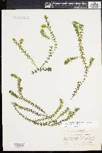 Elodea canadensis image