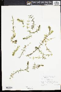 Elodea canadensis image