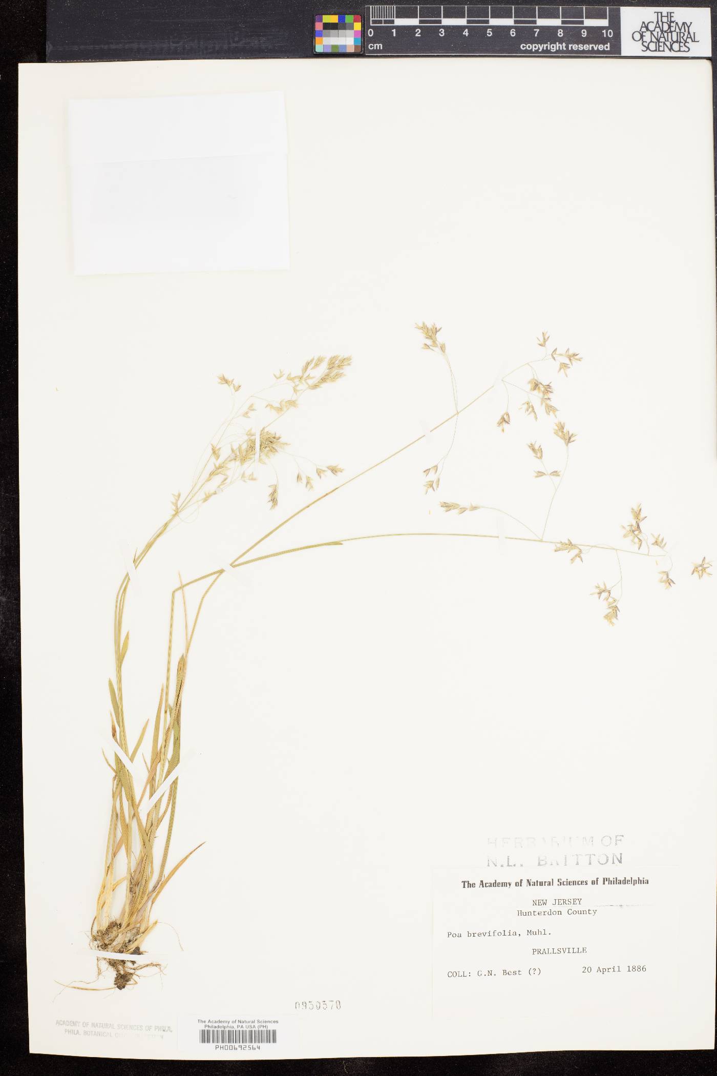 Poa cuspidata image