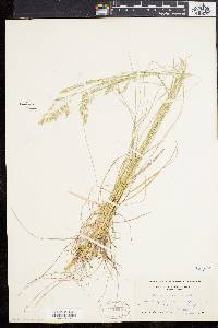 Poa cuspidata image