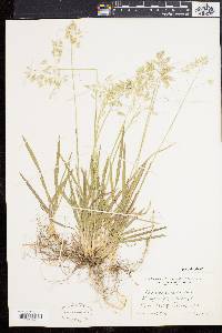 Poa cuspidata image