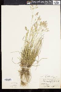 Poa cuspidata image