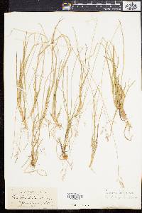 Poa cuspidata image