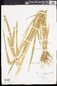 Triticum aestivum image