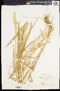 Triticum aestivum image