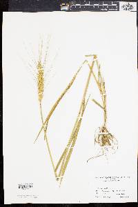 Triticum aestivum image