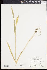 Triticum aestivum image