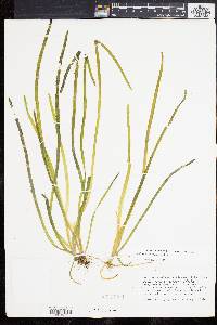 Vallisneria americana image