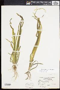 Vallisneria americana image