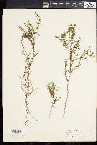 Elodea nuttallii image