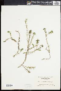 Elodea nuttallii image